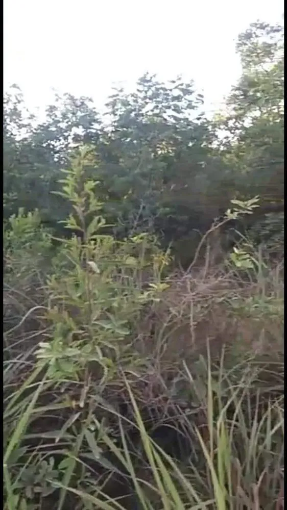 Terreno, 7 hectares - Foto 8