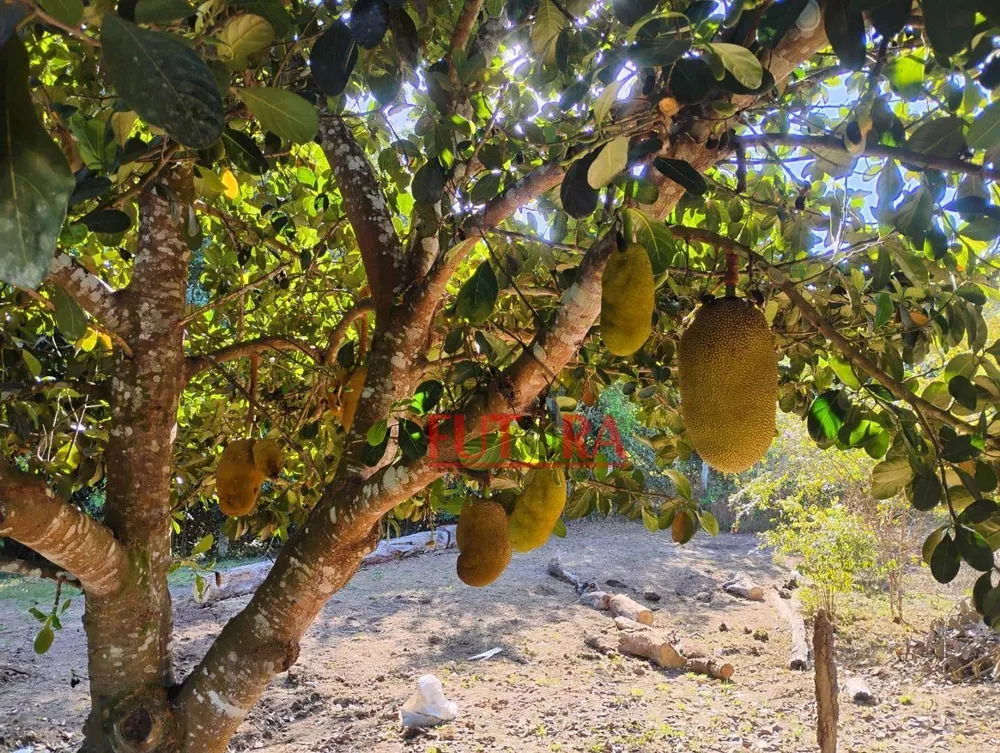 Chácara, 1500 hectares - Foto 2