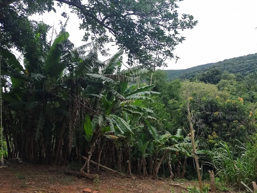 Chácara, 3 quartos, 7500 m² - Foto 1