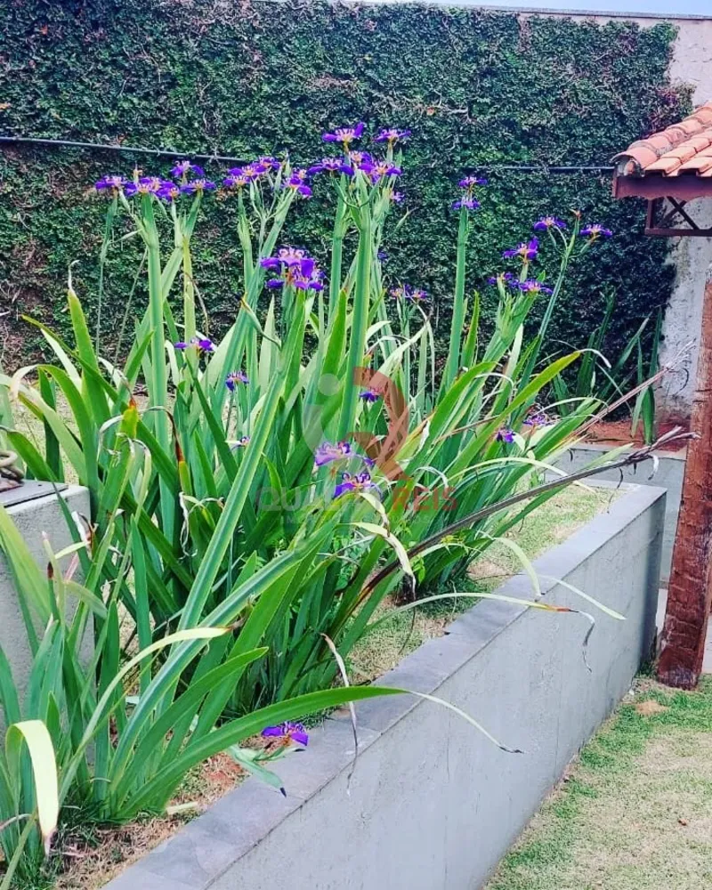 Chácara, 7 quartos - Foto 2