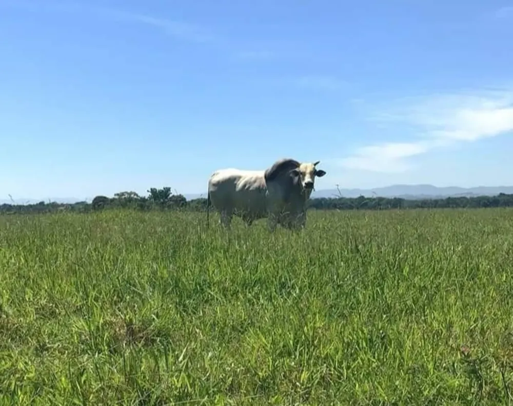 Fazenda, 1000 m² - Foto 21