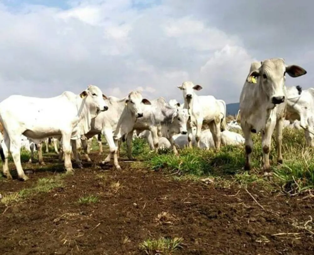 Fazenda, 1000 m² - Foto 14