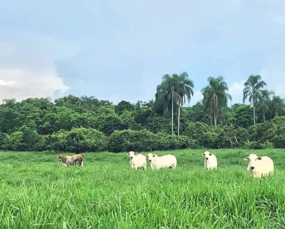 Fazenda, 1000 m² - Foto 13
