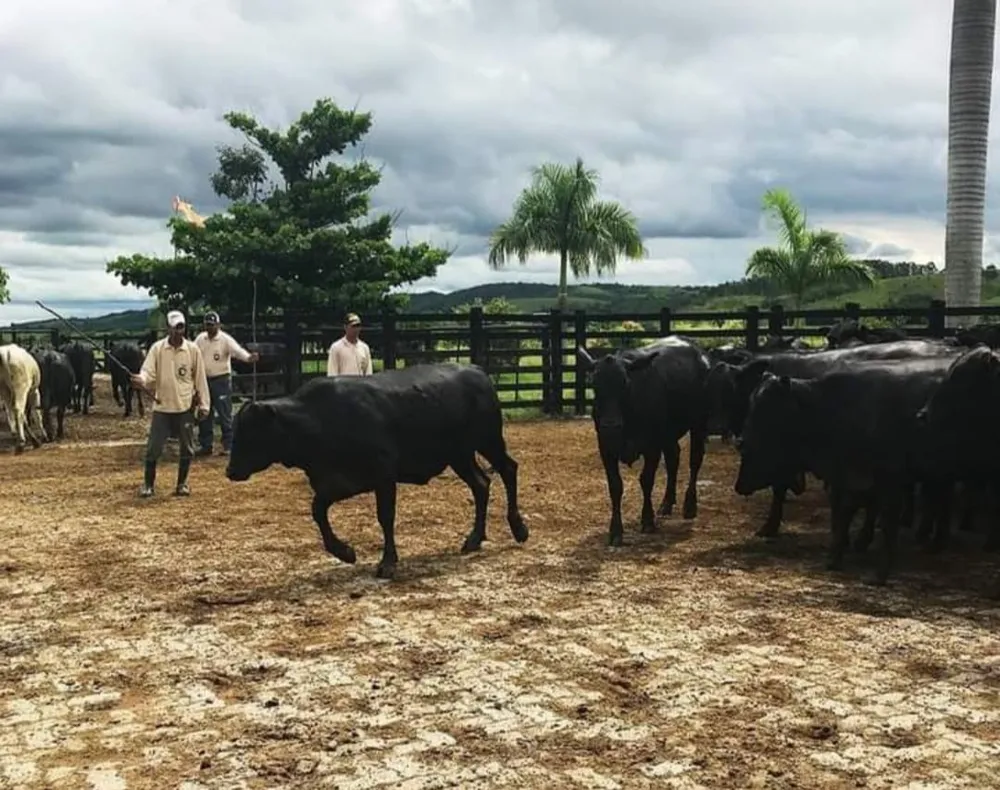 Fazenda, 1000 m² - Foto 15