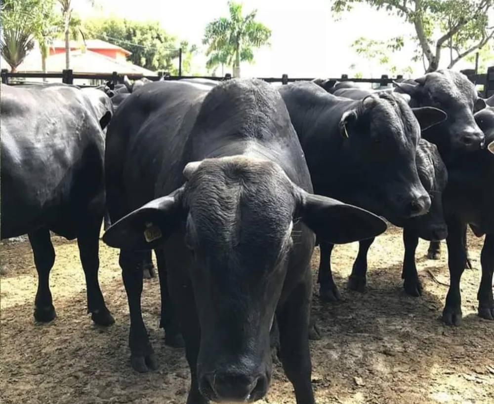 Fazenda, 1000 m² - Foto 12
