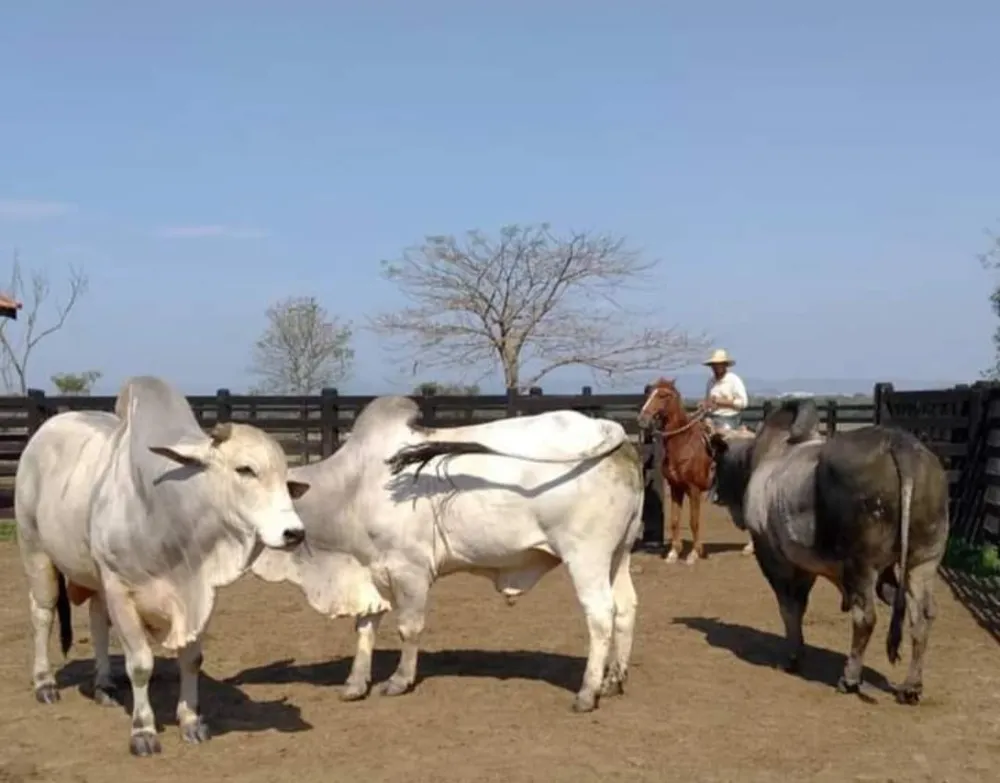 Fazenda, 1000 m² - Foto 18