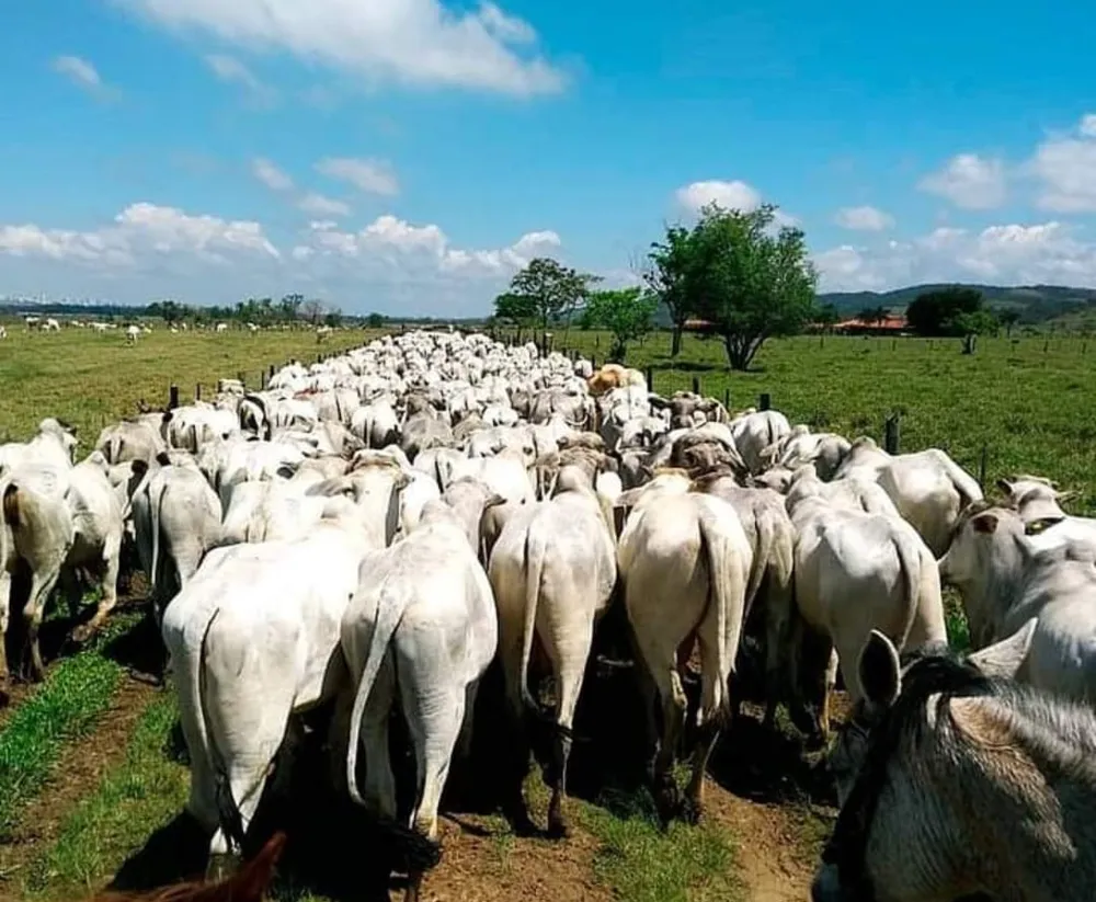 Fazenda, 1000 m² - Foto 11