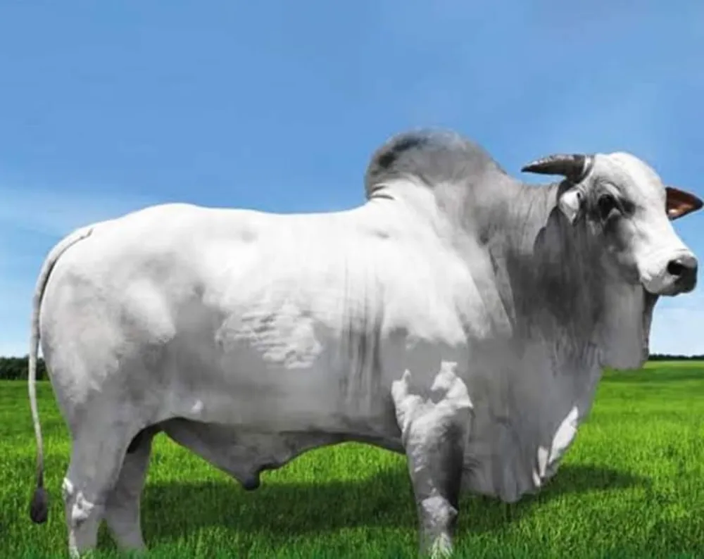 Fazenda, 1000 m² - Foto 6