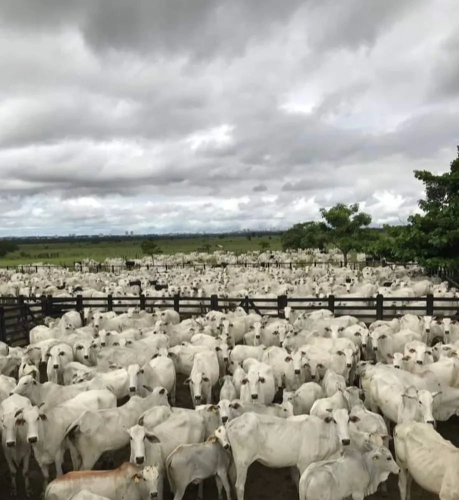 Fazenda, 1000 m² - Foto 20