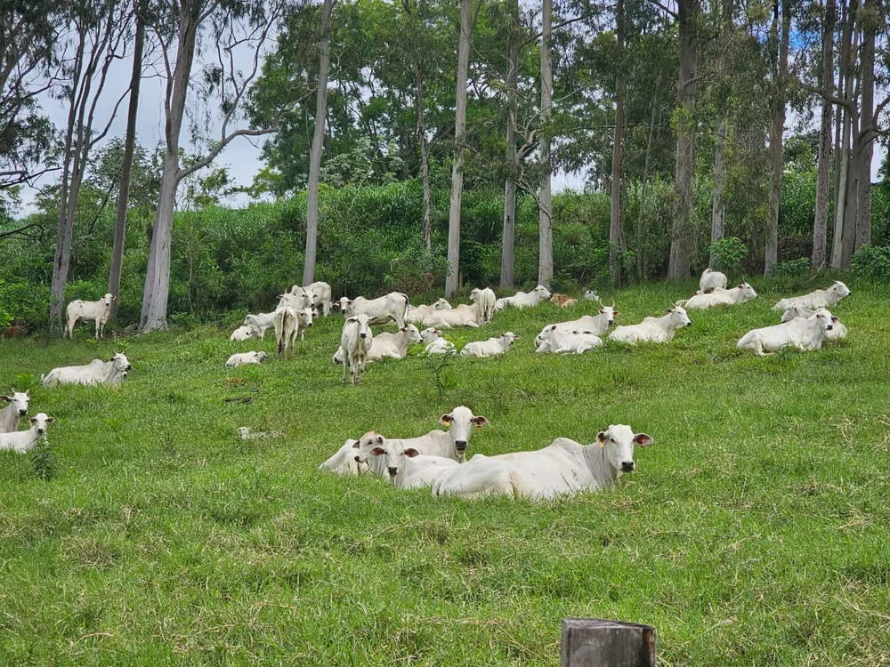 Fazenda, 363 m² - Foto 10