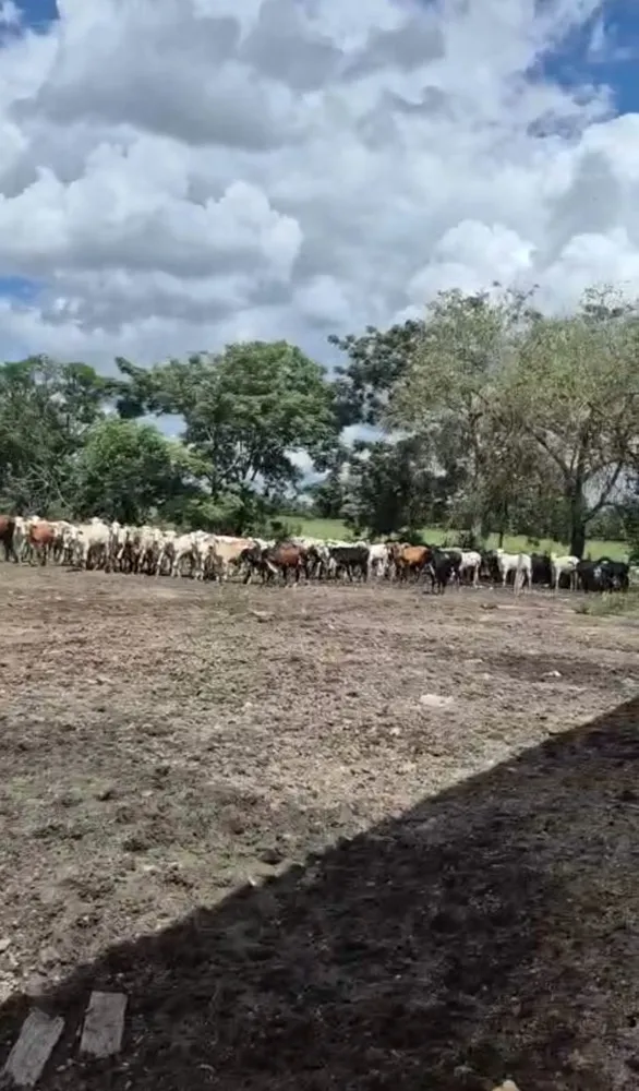 Fazenda, 174 m² - Foto 9