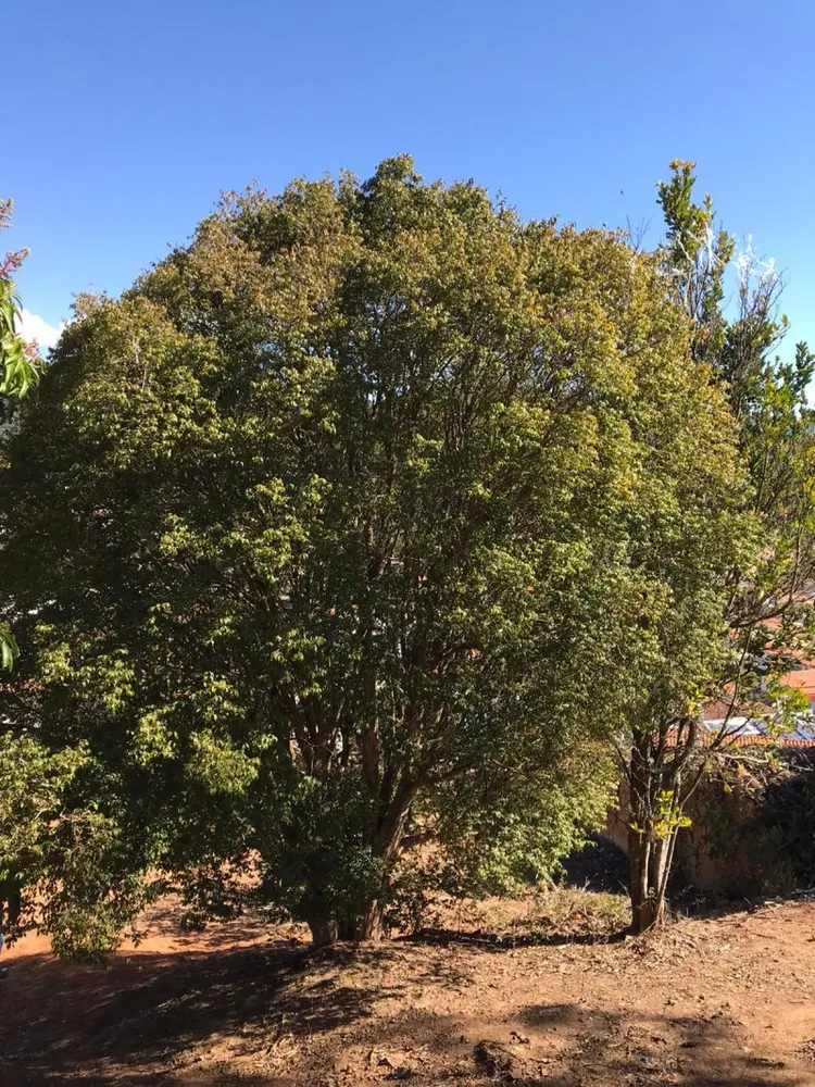 Chácara, 2 quartos, 33 m² - Foto 14