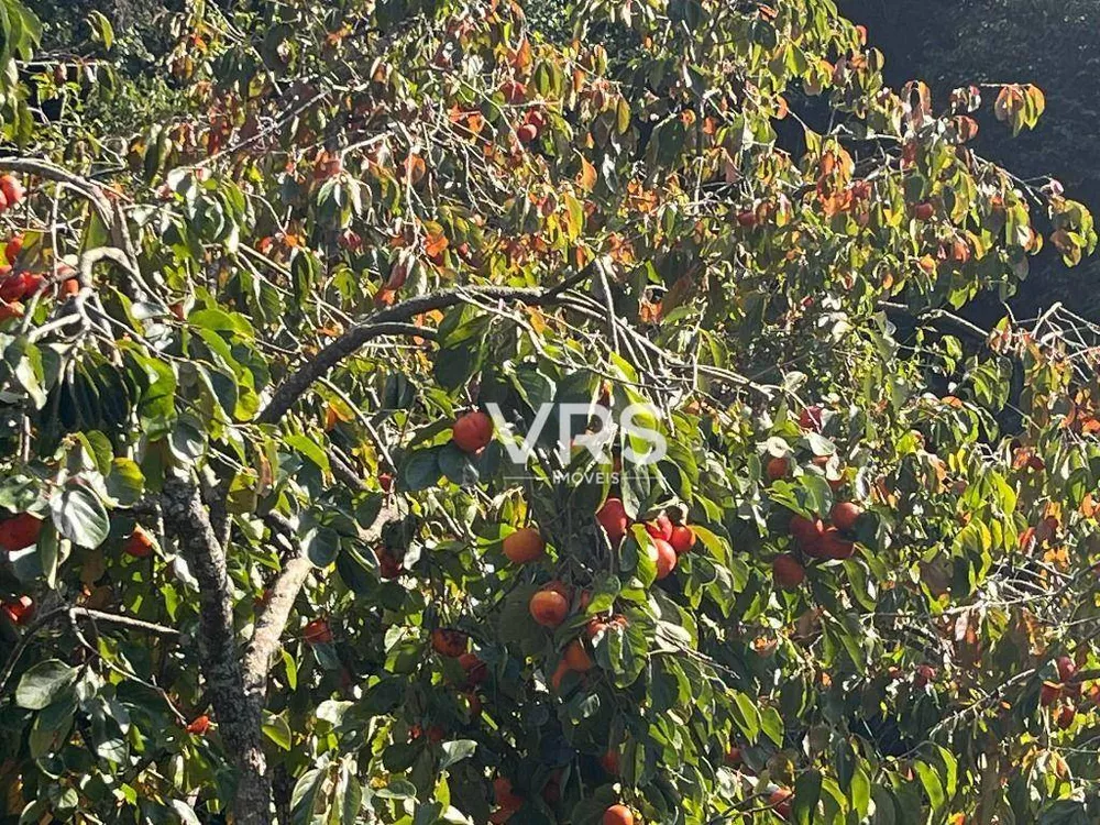 Sítio, 2 quartos, 55 hectares - Foto 10