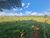 Fazenda, 288 hectares - Foto 3