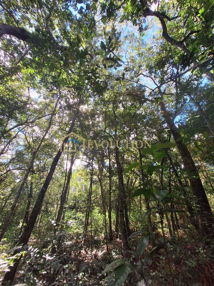 Chácara à venda com 3 quartos, 20000m² - Foto 4