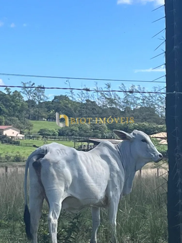 Fazenda, 252 hectares - Foto 12