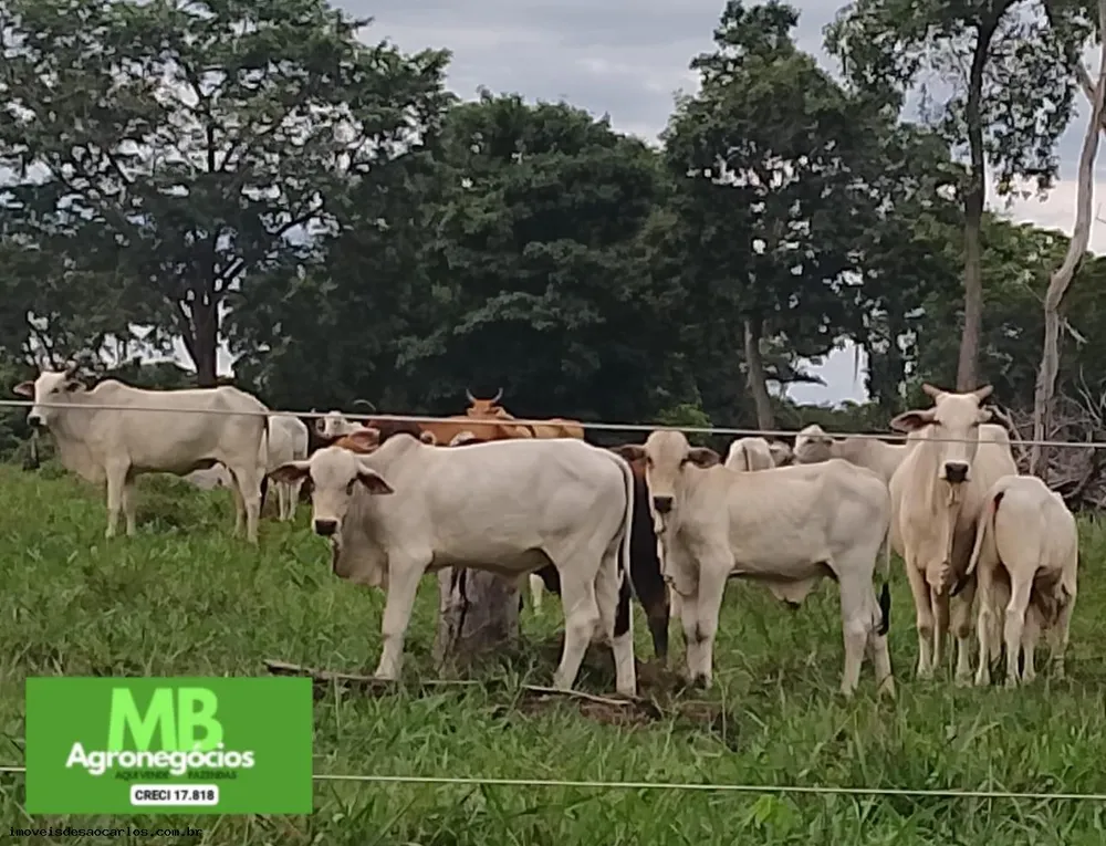 Fazenda, 343 hectares - Foto 2