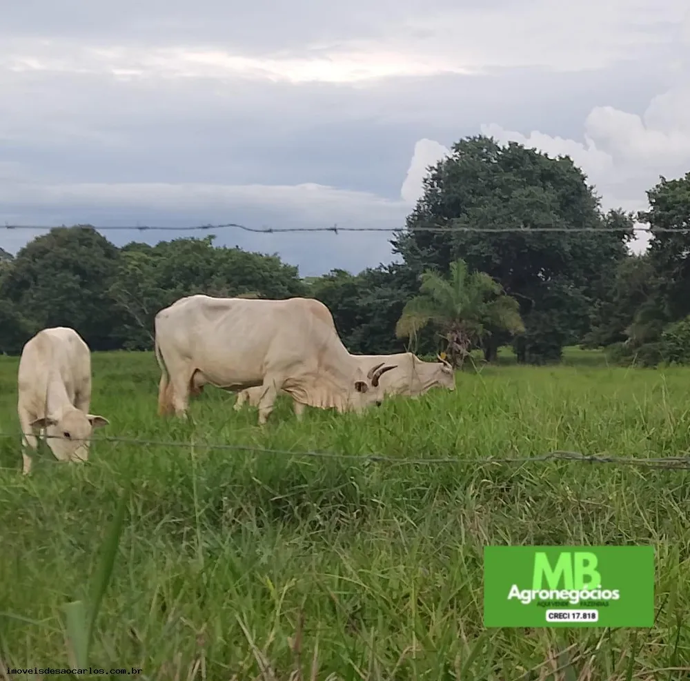 Fazenda, 343 hectares - Foto 3