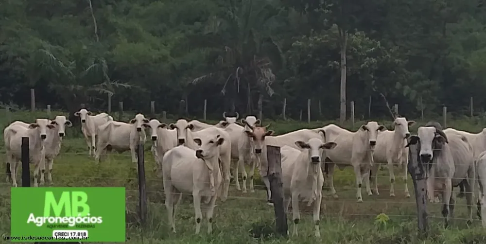 Fazenda, 343 hectares - Foto 1