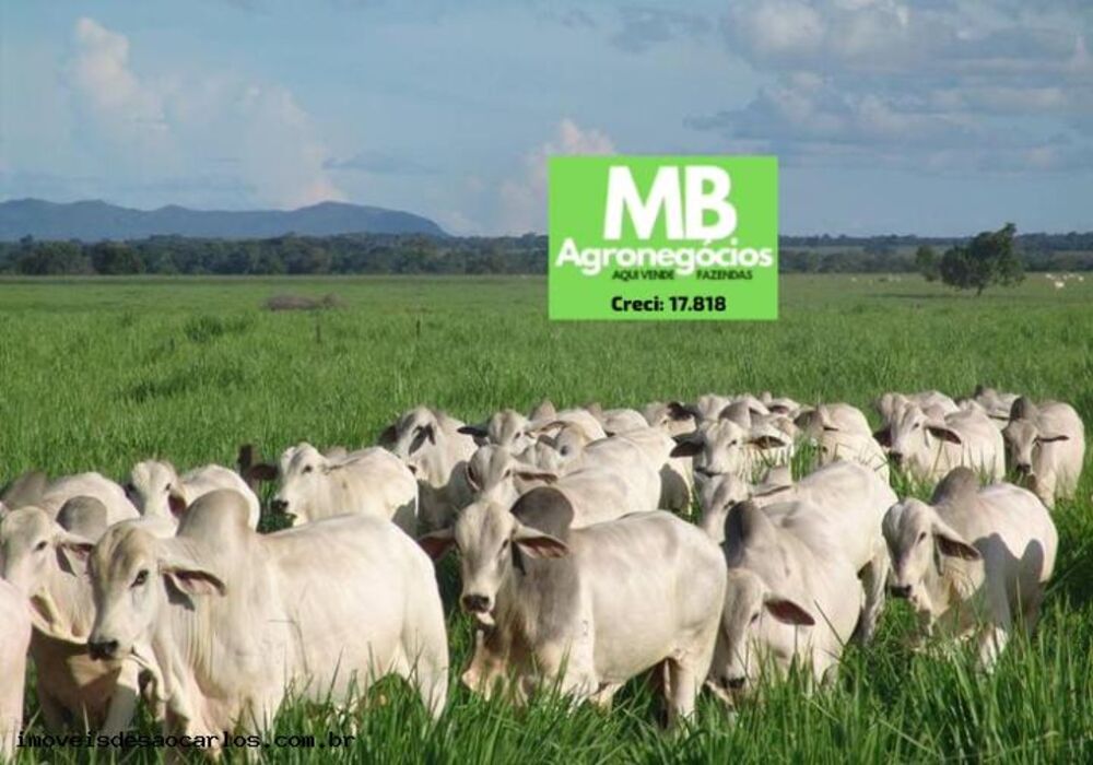 Fazenda, 1700 hectares - Foto 5