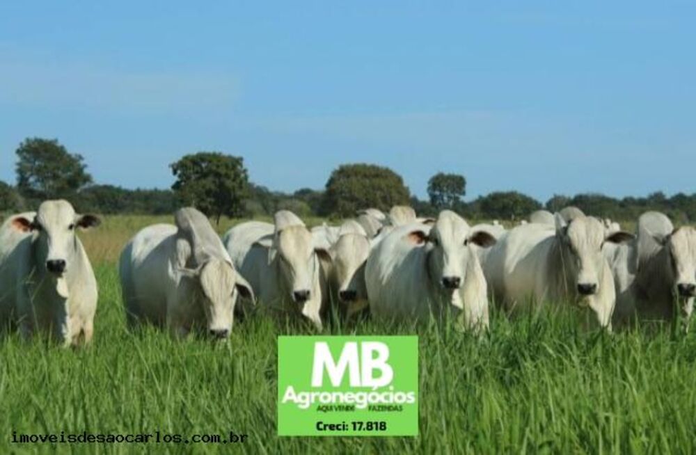 Fazenda, 1700 hectares - Foto 6