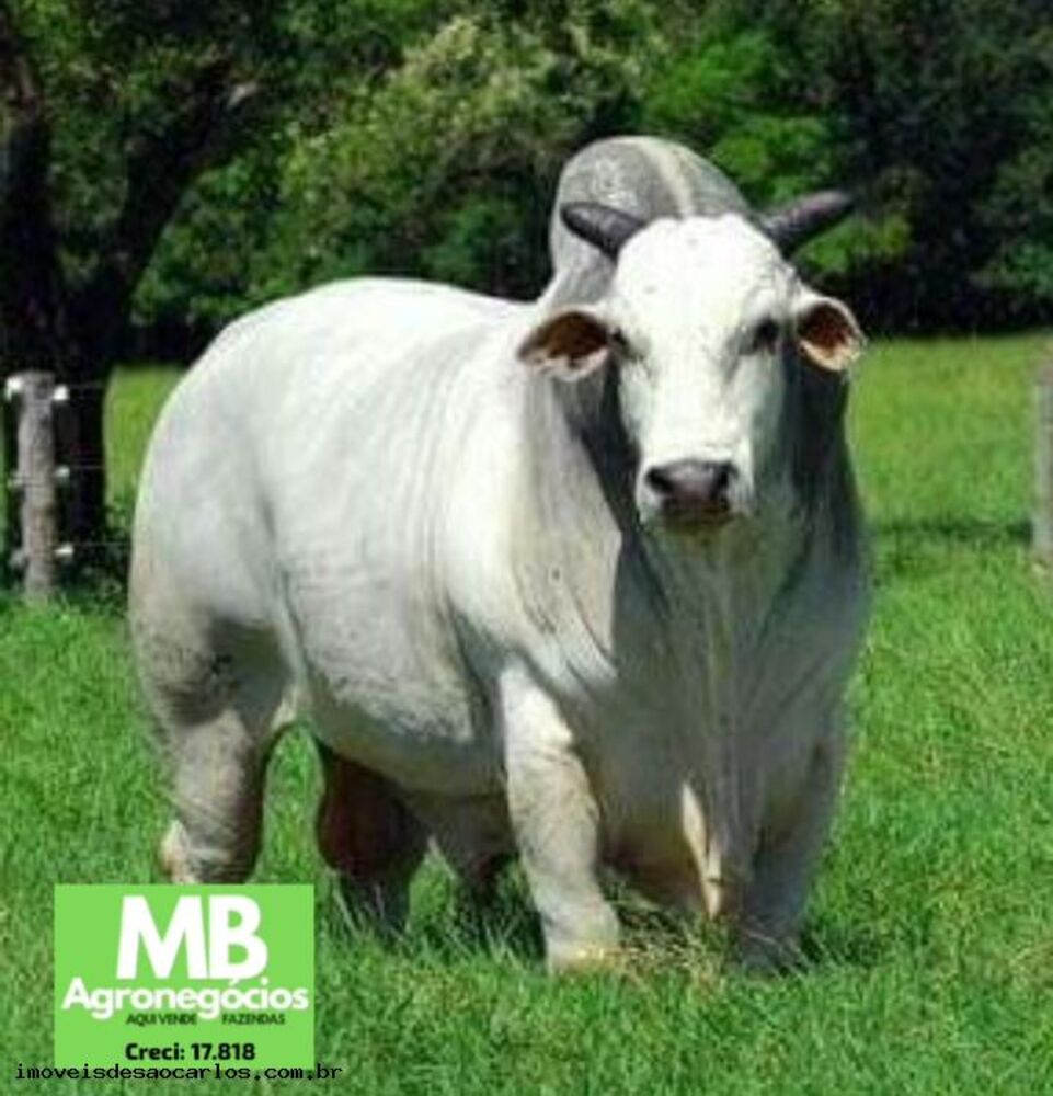 Fazenda, 1700 hectares - Foto 10