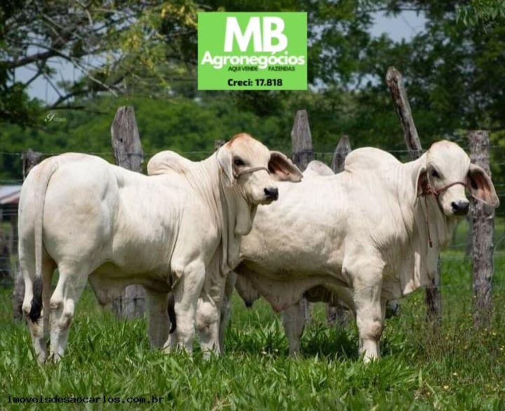 Fazenda, 1700 hectares - Foto 8