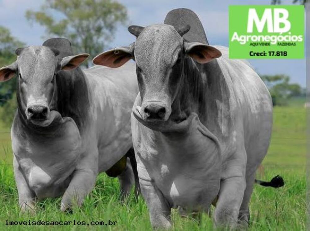 Fazenda, 1700 hectares - Foto 9