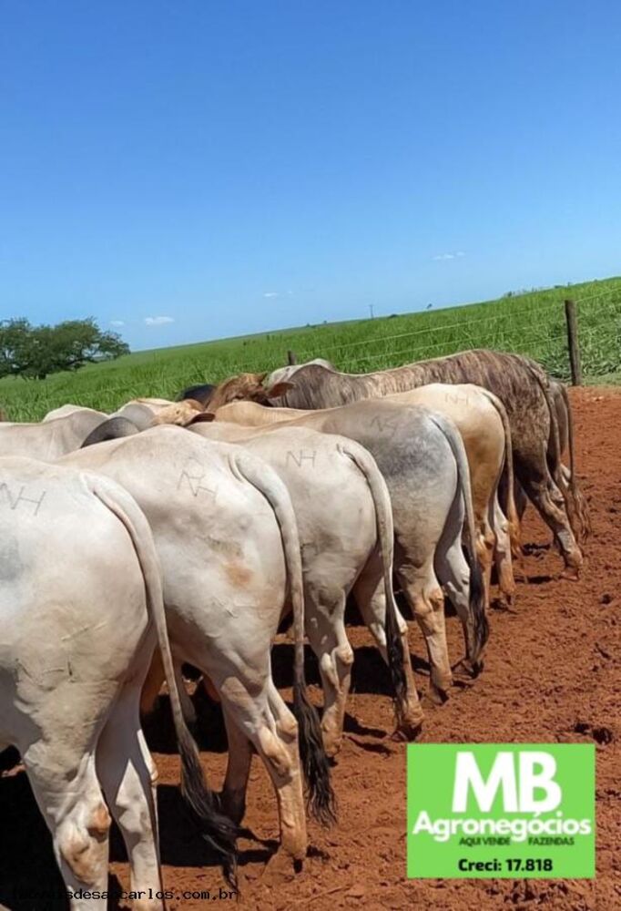 Fazenda, 1700 hectares - Foto 11