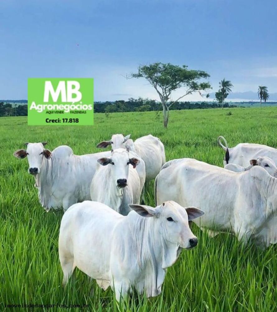 Fazenda, 1700 hectares - Foto 7