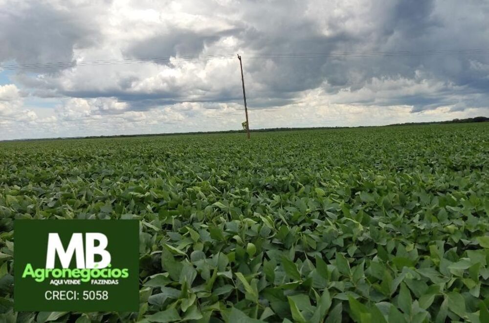 Fazenda, 970 hectares - Foto 4