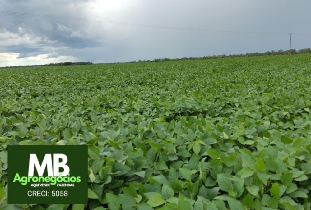 Fazenda, 970 hectares - Foto 5