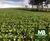 Fazenda, 970 hectares - Foto 2