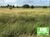 Fazenda, 1650 hectares - Foto 4