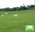 Fazenda, 1650 hectares - Foto 6