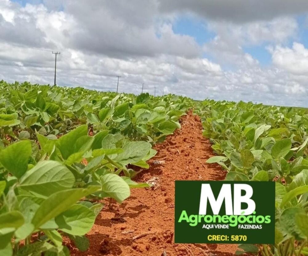 Fazenda, 620 hectares - Foto 6