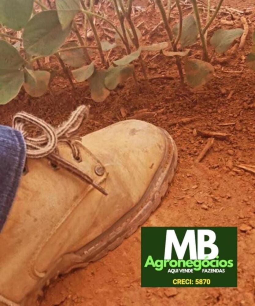 Fazenda, 620 hectares - Foto 4