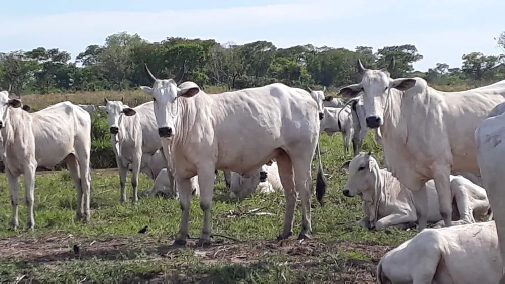 Fazenda, 1200 hectares - Foto 1