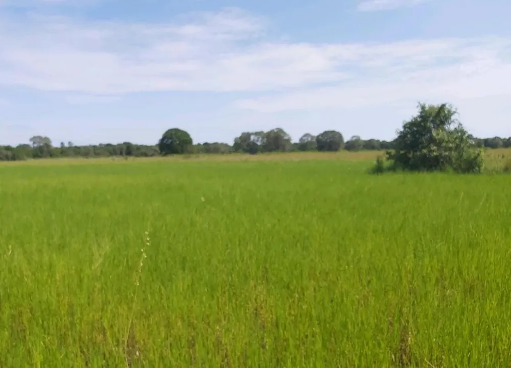 Fazenda, 1200 hectares - Foto 11