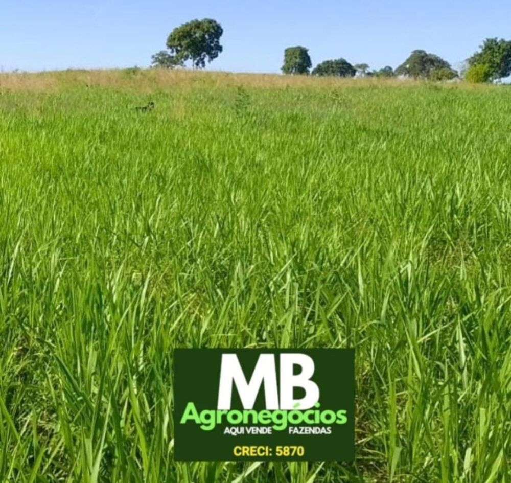 Fazenda, 976 hectares - Foto 5