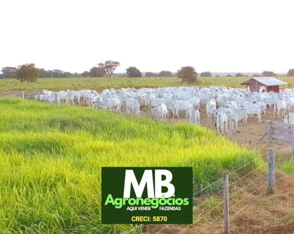 Fazenda, 976 hectares - Foto 1