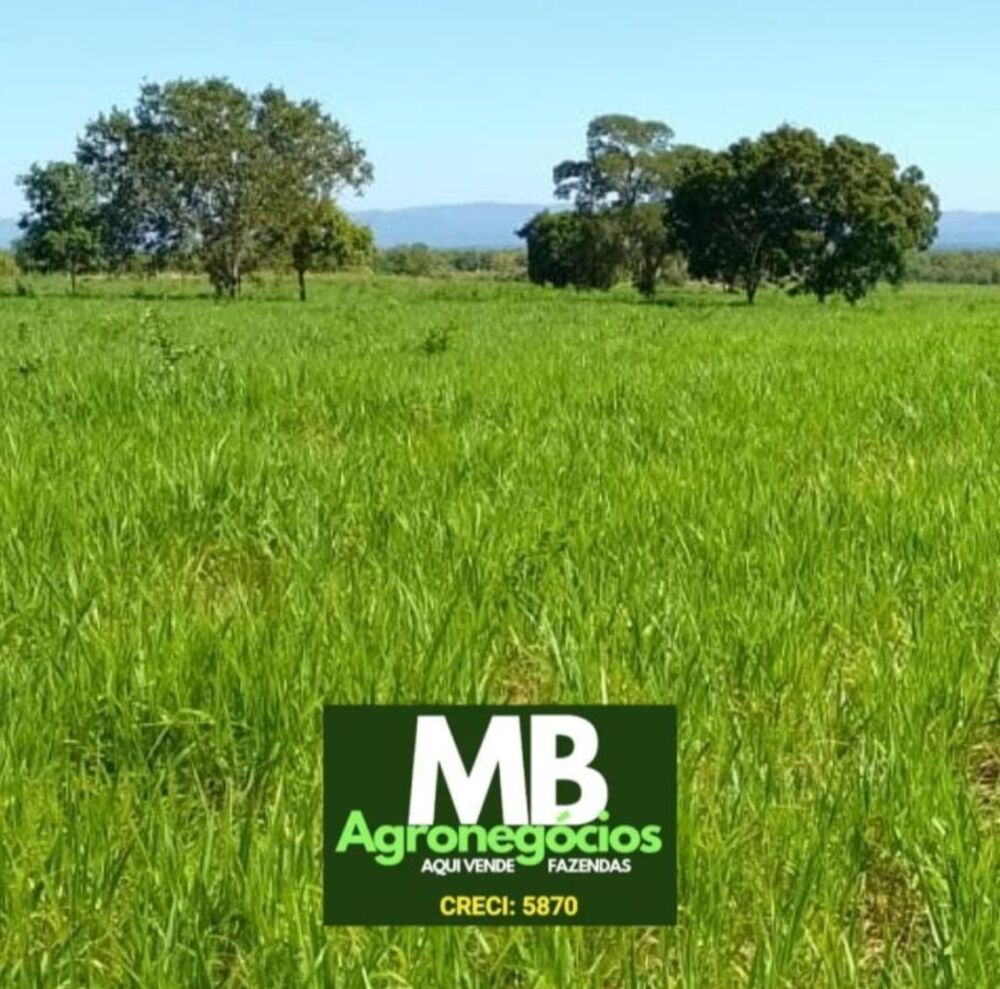 Fazenda, 976 hectares - Foto 4