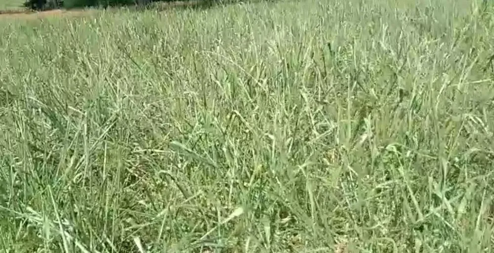Fazenda, 960 hectares - Foto 13