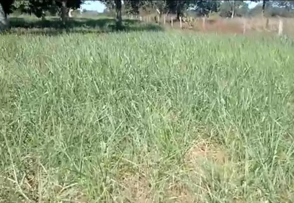 Fazenda, 960 hectares - Foto 17