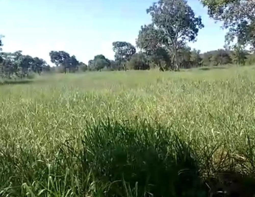 Fazenda, 960 hectares - Foto 19