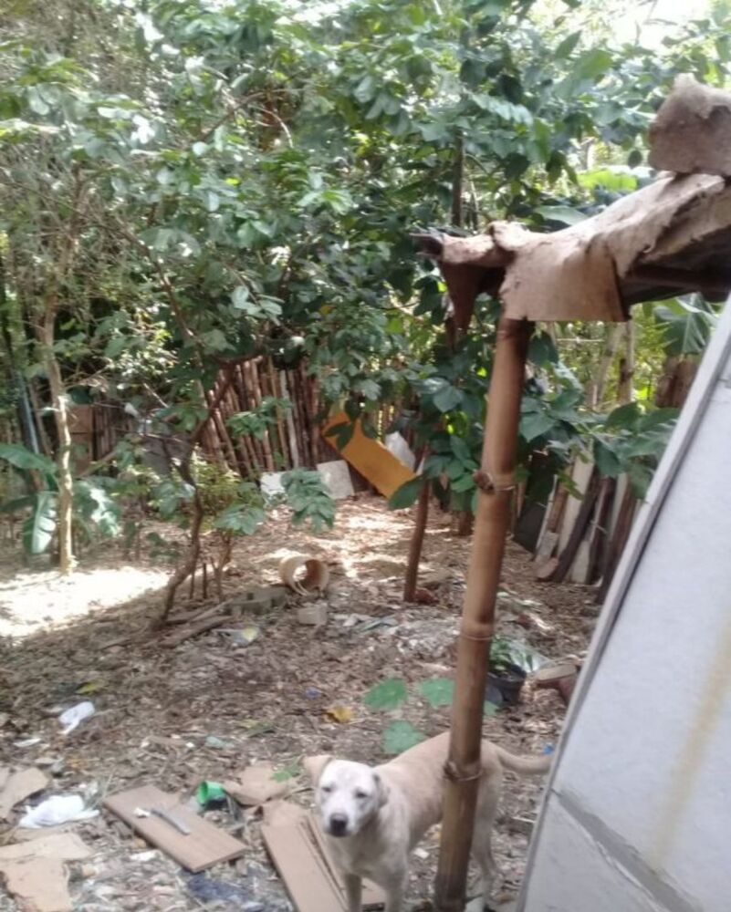 Casa, 4 quartos, 1 m² - Foto 2
