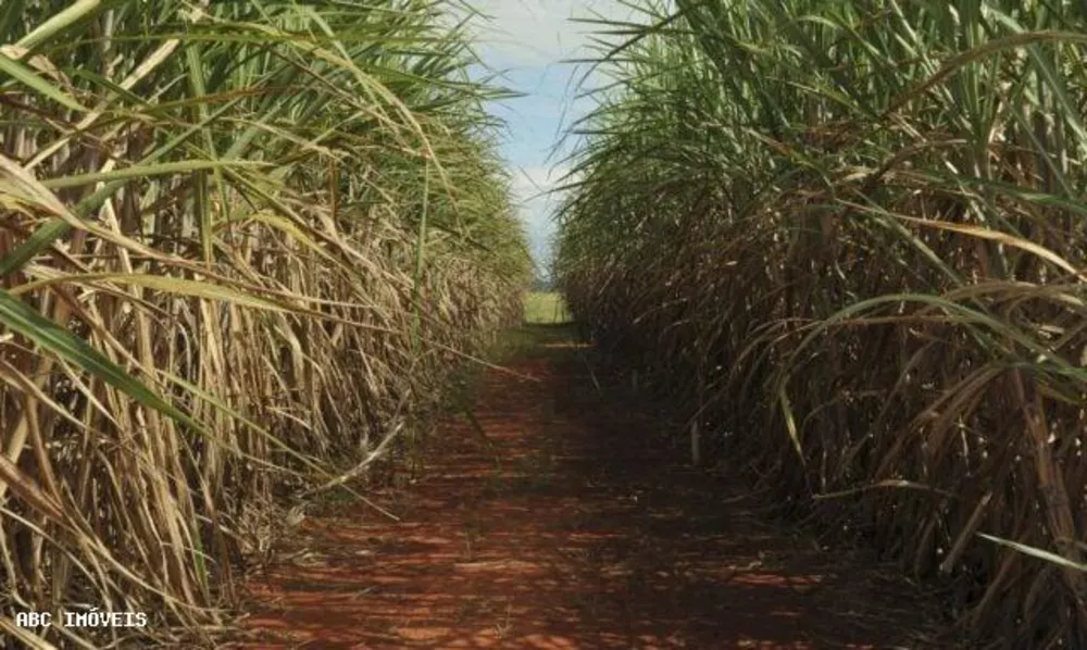 Terreno, 215 hectares - Foto 3