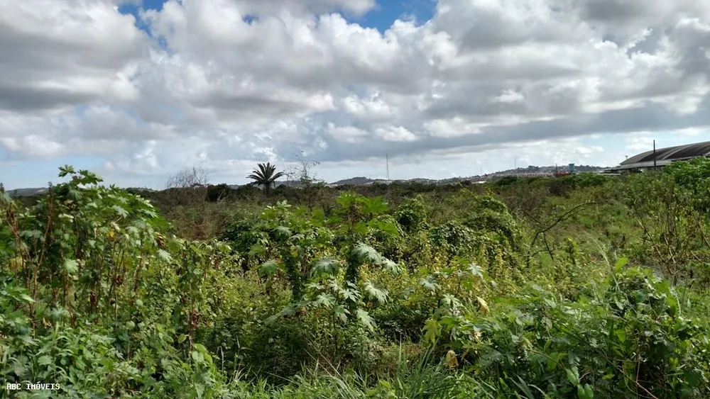 Terreno, 215 hectares - Foto 4