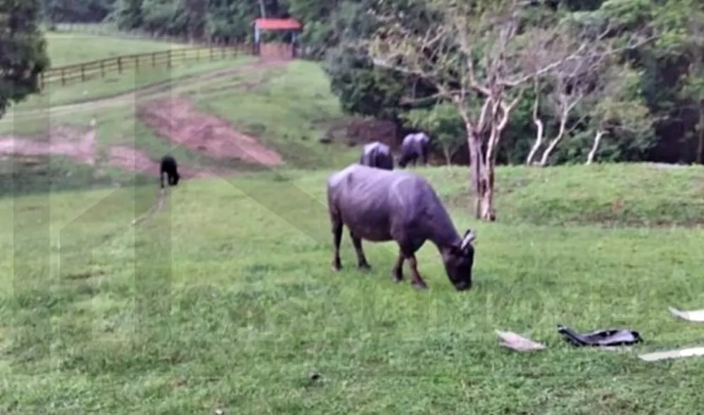 Fazenda à venda com 66 quartos, 300m² - Foto 4