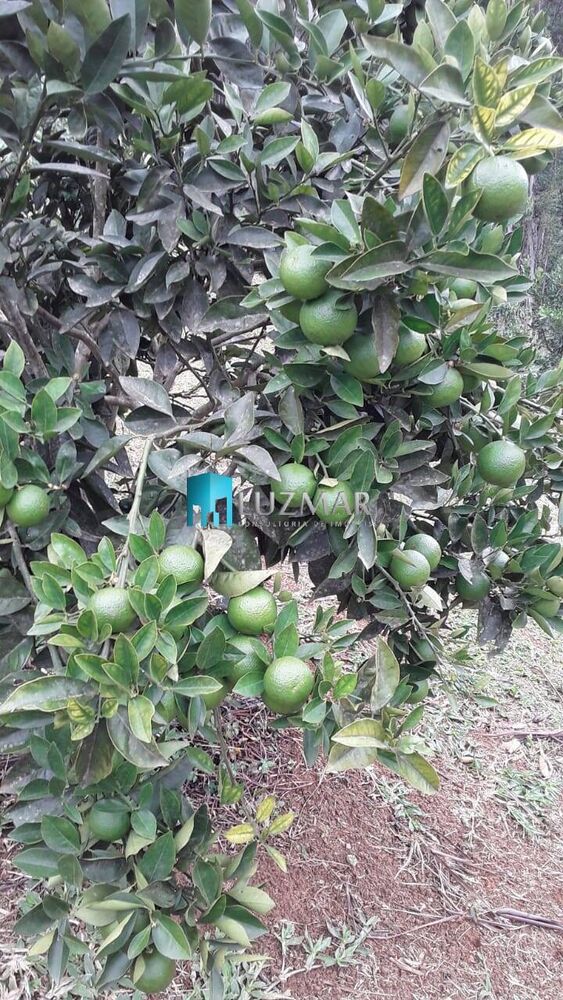 Sítio, 4 quartos, 3 hectares - Foto 4